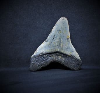 Fantastic Megalodon  tooth