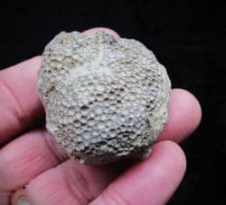 Favosites gothlandicus (Lamarck 1816)