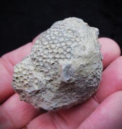 Favosites gothlandicus (Lamarck 1816)
