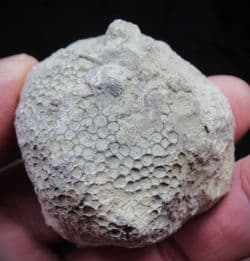 Favosites gothlandicus (Lamarck 1816)