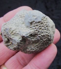 Favosites gothlandicus (Lamarck 1816)