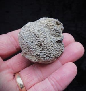 Favosites gothlandicus (Lamarck 1816)