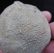 Favosites gothlandicus (Lamarck 1816)