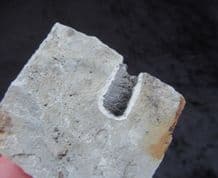 Fish Coprolite
