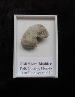 Fish swim bladder