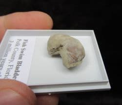 Fish swim bladder