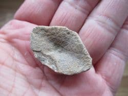 Fish vertebra from the Lance creek formation