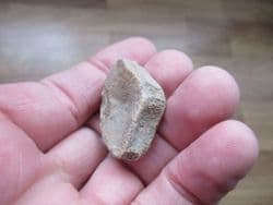 Fish vertebra from the Lance creek formation