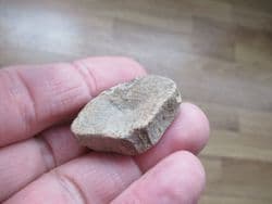 Fish vertebra from the Lance creek formation