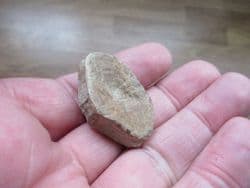 Fish vertebra from the Lance creek formation