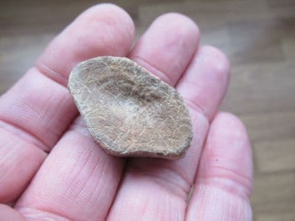 Fish vertebra from the Lance creek formation