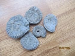 Five pyrite ammonites from the Jurassic coast