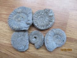 Five pyrite ammonites from the Jurassic coast
