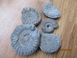 Five pyrite ammonites from the Jurassic coast