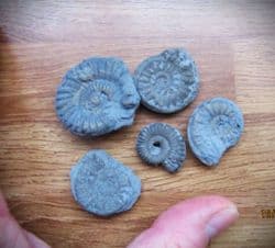 Five pyrite ammonites from the Jurassic coast