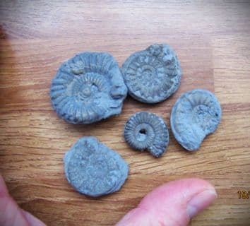 Five pyrite ammonites from the Jurassic coast