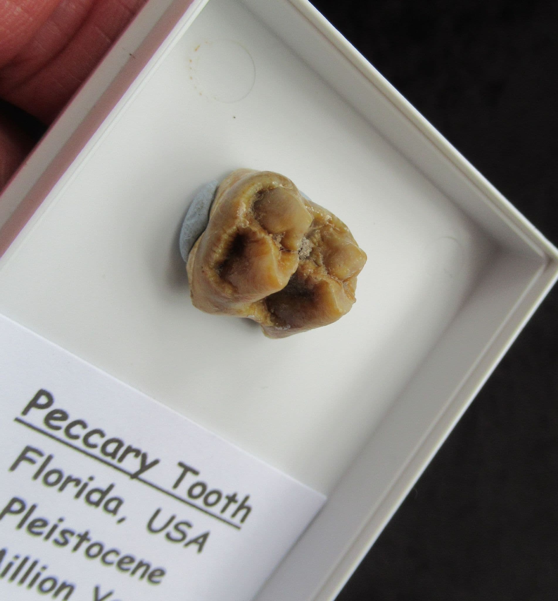 Flat head Peccary tooth from Florida