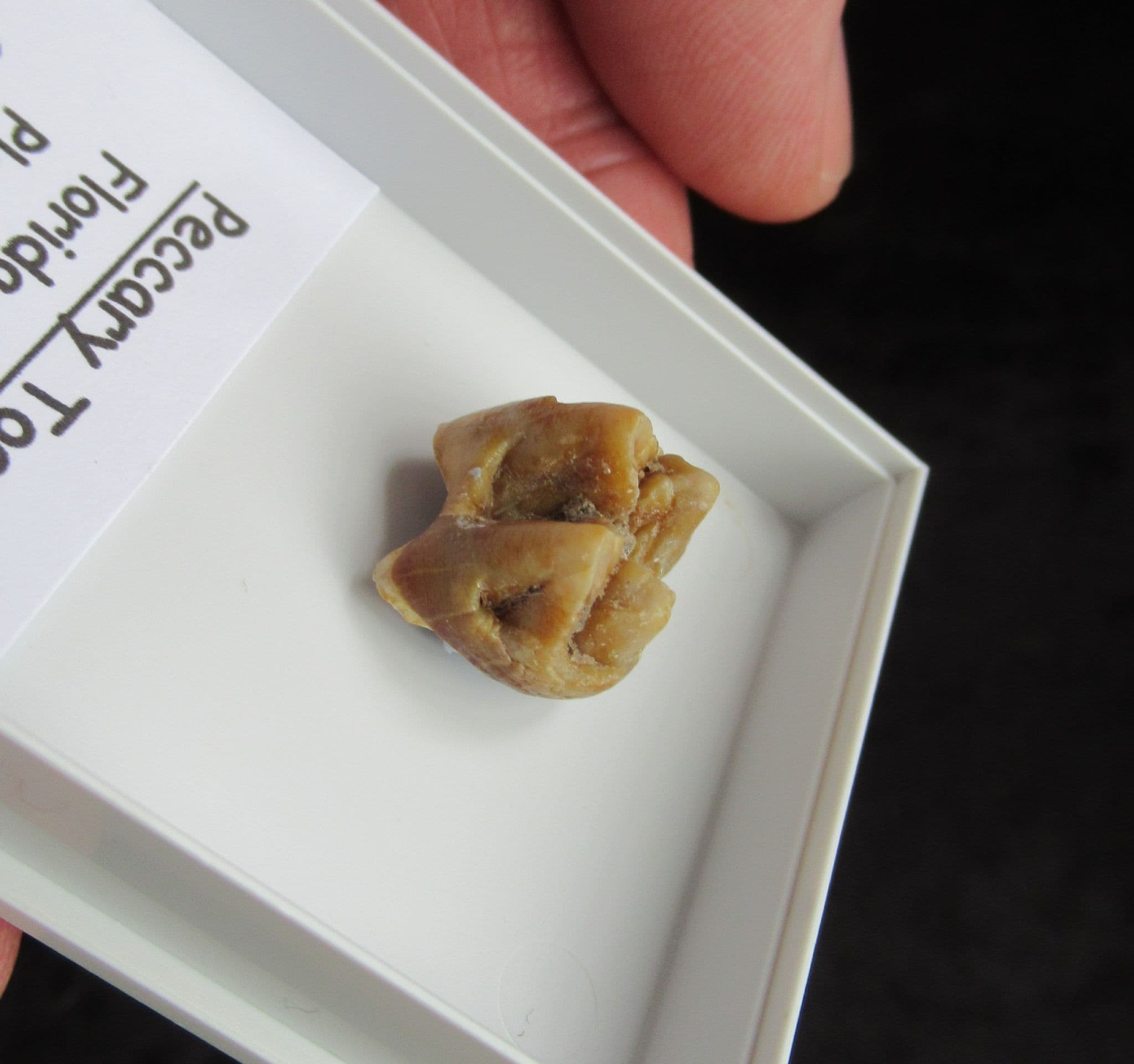Flat head Peccary tooth from Florida