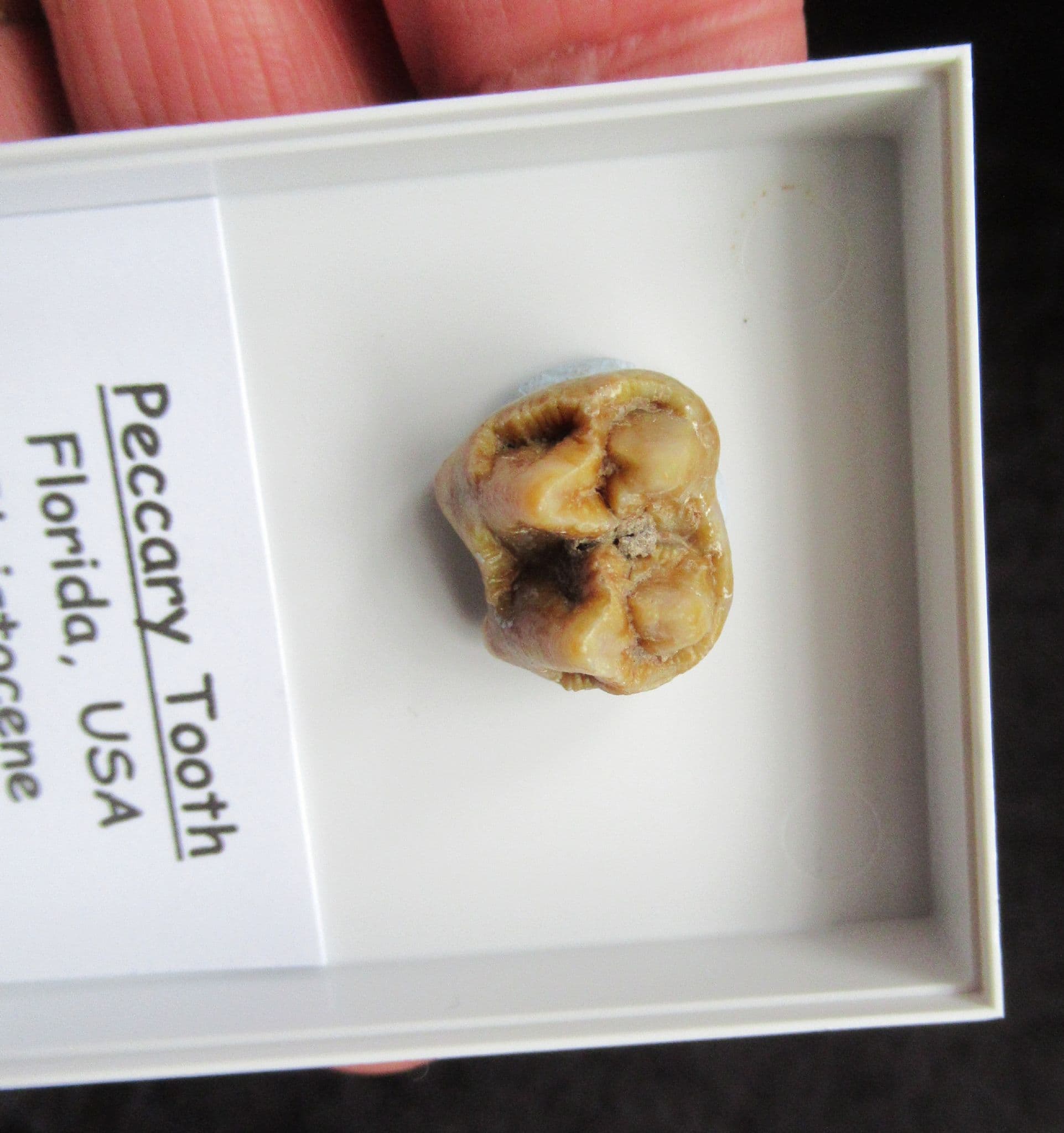 Flat head Peccary tooth from Florida