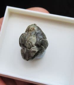 Flexicalymene meeki from Cincinnati