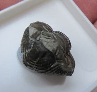 Flexicalymene meeki from Cincinnati