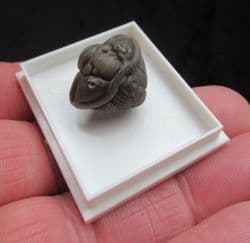 Flexicalymene retorsa  (Foerste)