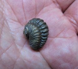 Flexicalymene retorsa  (Foerste)