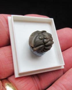 Flexicalymene retorsa  (Foerste)