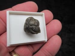 Flexicalymene retorsa  (Foerste)