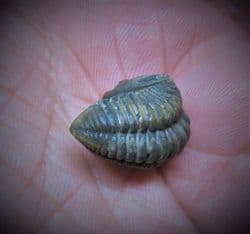 Flexicalymene retorsa  (Foerste)