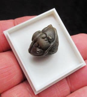 Flexicalymene retorsa (Foerste)