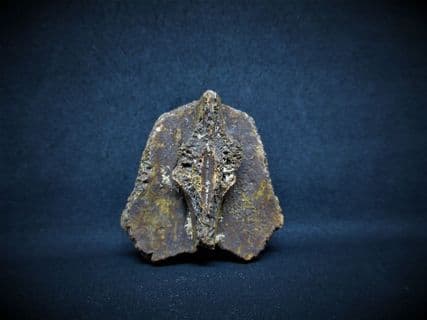 Florida Turtle neural plate!