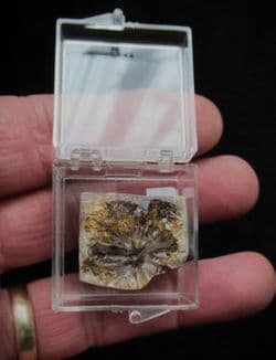 Fossil Fir Cone, beautifuly polished