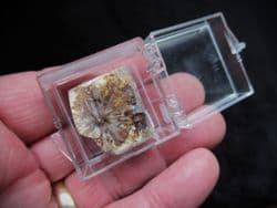 Fossil Fir Cone, beautifuly polished