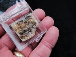 Fossil Fir Cone, beautifuly polished