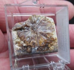 Fossil Fir Cone, beautifuly polished