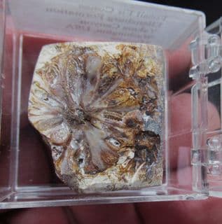 Fossil Fir Cone, beautifuly polished