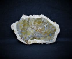 Fossilised wood slice