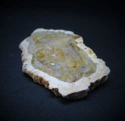 Fossilised wood slice