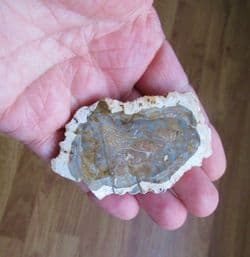 Fossilised wood slice
