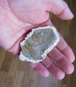 Fossilised wood slice