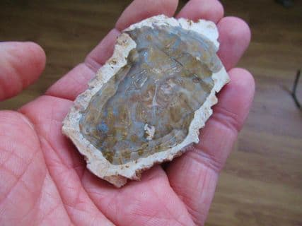 Fossilised wood slice