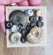 Framed Ammonite collection
