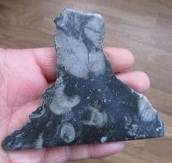 Frosterly marble (Dibunophyllum bipartinum)