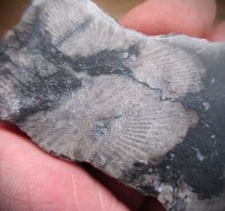 Frosterly marble (Dibunophyllum bipartinum)