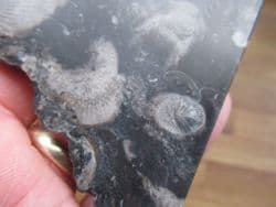 Frosterly marble (Dibunophyllum bipartinum)