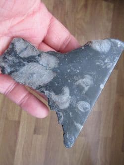 Frosterly marble (Dibunophyllum bipartinum)