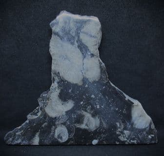Frosterly marble (Dibunophyllum bipartinum)