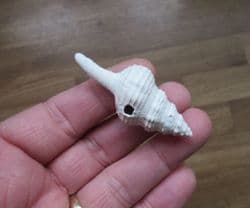 Fusinus caloosaensis from Florida