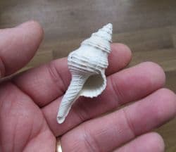 Fusinus caloosaensis from Florida